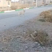 سگ پاکوتا ادمی