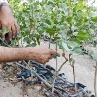 درخت پسته پیوندی وغیرپیوندی یه ساله دوساله سه ساله|گل و گیاه طبیعی|حسن آباد, |دیوار