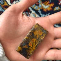 شجر خوش رنگ