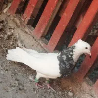 کفتر کبوتر طوقی|پرنده|اهواز, شریعتی جنوبی|دیوار