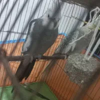 یک جفت عروس هلندی نر و ماده