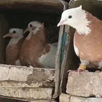 ۴تا طوقی ماده