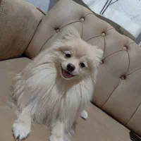 سگ پامرین اصیل