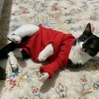 واگذاری گربه DSH