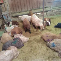 گوسفند زنده