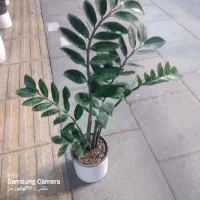 گل اپارتمانی|گل و گیاه طبیعی|آبیک, |دیوار