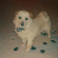 سگ خانگی|سگ|گلپایگان, |دیوار