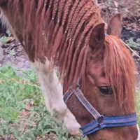 اسب نژاد کرد.|اسب و تجهیزات اسب‌سواری|خلجستان, |دیوار