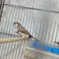 فنچ جغدی نر