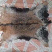 پوست بز طبیعی