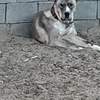 توله یازده ماهه