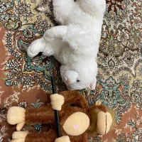 عروسک|اسباب‌‌بازی|بانه, |دیوار