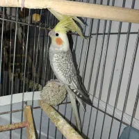 دو عدد عروس هلندی|پرنده|نورآباد, |دیوار