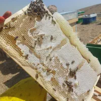 ۳۵ کیلو عسل طبیعی کوهستان|عمده‌فروشی|دهگلان, |دیوار