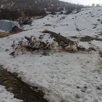 قاز محلی|حیوانات مزرعه|مریوان, |دیوار