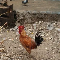 ۲ عدد خروس محلی کاملا سالم و جوان (باشت)