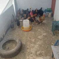 تخم مرغ رسمی