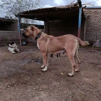 سگ.الابای دختر بوسر نوه بارس