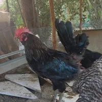 خروس سیاه ریشو