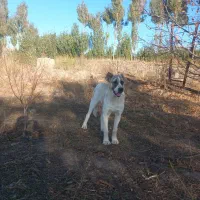 سگ سرابی|سگ|مشگین شهر, |دیوار