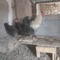 مرغ وخروس|حیوانات مزرعه|قم, بکایی|دیوار