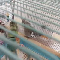 جوجه عروس هلندی|پرنده|شاهینشهر, فردوسی|دیوار