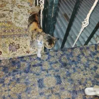 گربه خونگی 1/500|گربه|یاسوج, |دیوار