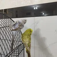 مرغ عشق انگلیسی  نرو ماده  رام دستی  با ضمانت