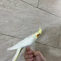 عروس هلندی لوتینو نر دستی