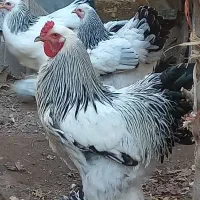 تخم‌نطفه‌دار‌برهما‌لایت