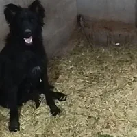 سگ قدرجونی|سگ|ابرکوه, |دیوار