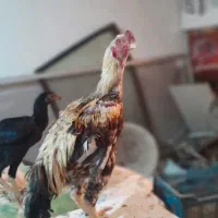 خروس لاری