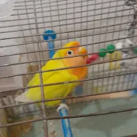 طوطی برزیلی|پرنده|سقز, |دیوار