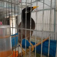 مرغ مینا سخنگو  قناری مست|پرنده|زرند, |دیوار