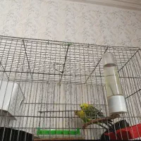 این مرغ عشق است نر ماده است تخم گذار هم است