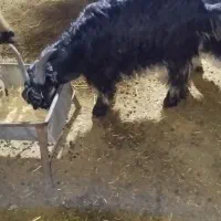 بیگ میش|حیوانات مزرعه|لالی, |دیوار