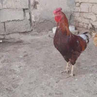 دو عددخروس محلی|حیوانات مزرعه|خمک, |دیوار