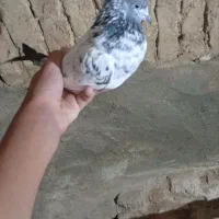 کبوتر ماده|پرنده|سریش آباد, |دیوار