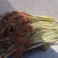جارو|لوازم نظافت|کوهدشت, |دیوار
