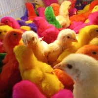 جوجه رنگی جوجه خانگی جوجه محلی جزئی و کلی