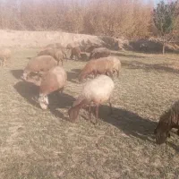 میش ابستن مایه کرده