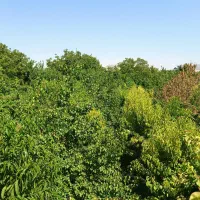 کارگر برای سیب چینی|استخدام صنعتی، فنی، مهندسی|مهاباد (آذربایجان غربی), |دیوار