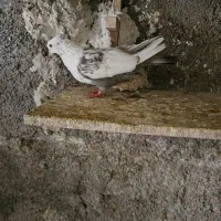 دم سوسنی ماده