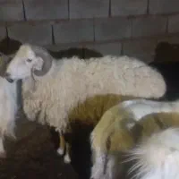 غوچ|حیوانات مزرعه|جیرفت, |دیوار