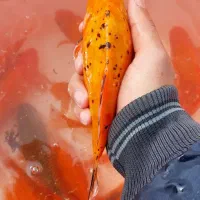 ماهی قرمز مولد آماده تخم ریزی|ماهی|اراک, |دیوار