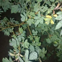 کوداوره