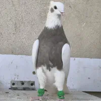 جفت طوقی آس|پرنده|قزوین, |دیوار