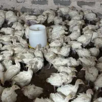 جوجه بوقلمون بیروتی سیکس یکماه وزن ۱.۵کیلو|حیوانات مزرعه|رفسنجان, |دیوار