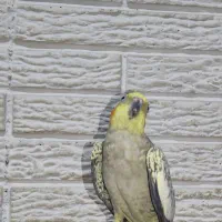 جفت عروس هلندی نر و ماده|پرنده|رشت, حسین آباد|دیوار