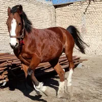 مادیان ۵ نشون،۴ قلم سفید،پیشانی سفید،سر و دم گیر|اسب و تجهیزات اسبسواری|رباطکریم, انجم آباد|دیوار